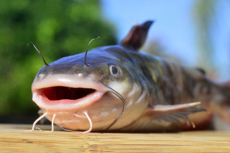 New to Catfish…