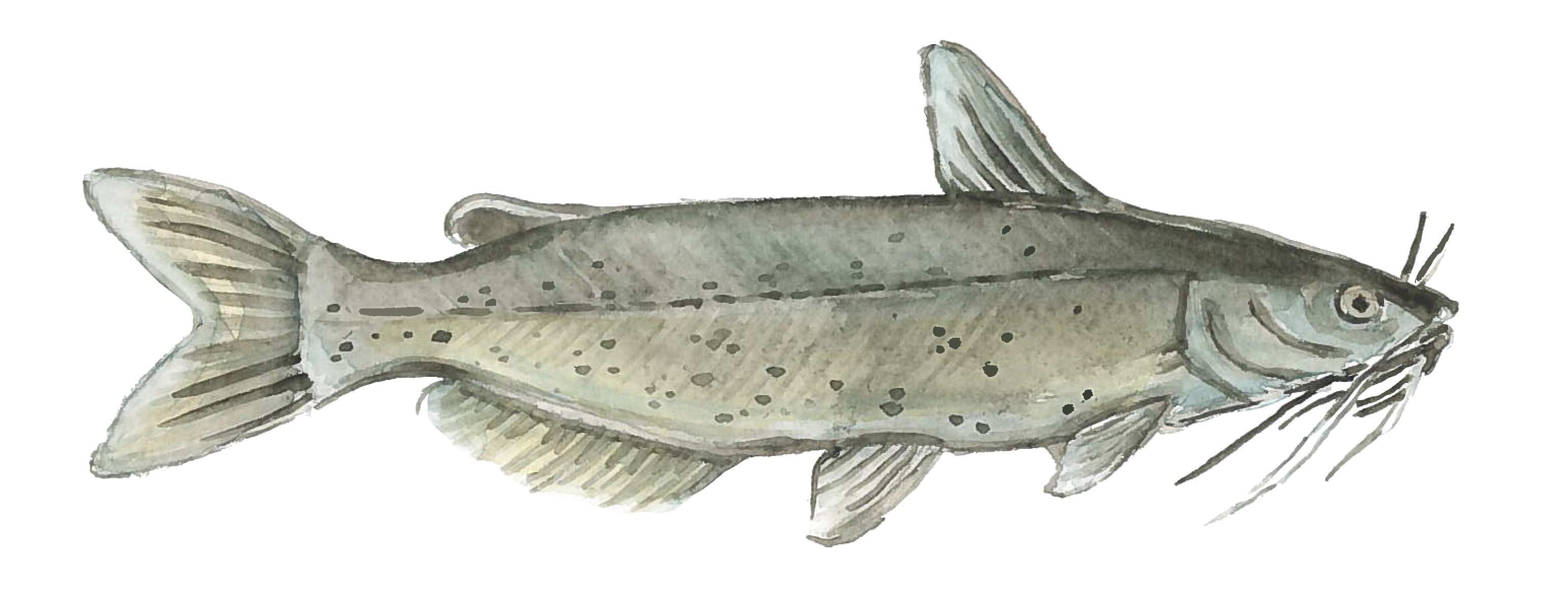 Sustainable Channel Catfish